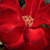 Vörös - Virágágyi floribunda rózsa - Satchmo